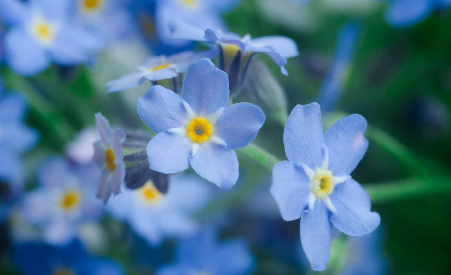 Blue forget-me-not flowers representing remembrance through Fetal and Infant Mortality Review